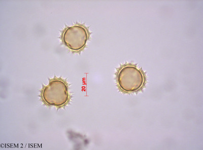 Stevia obovata - lame n° 29156